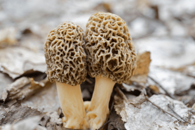 Can mushrooms be eaten raw? is a frequently asked question.This is a particularly interesting subject for folks who are trying to stick to a raw food diet.